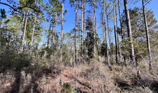 Photo #31 of SOLD property in 794 Wheaton Point Road, Aurora, NC 40.8 acres
