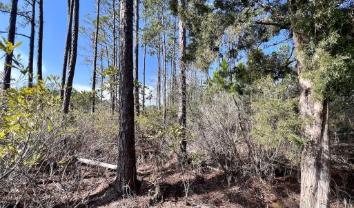 Photo #32 of SOLD property in 794 Wheaton Point Road, Aurora, NC 40.8 acres