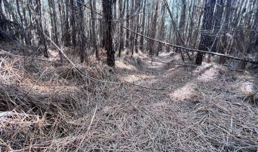 Photo #48 of SOLD property in 794 Wheaton Point Road, Aurora, NC 40.8 acres