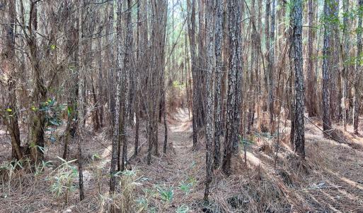 Photo #52 of SOLD property in 794 Wheaton Point Road, Aurora, NC 40.8 acres