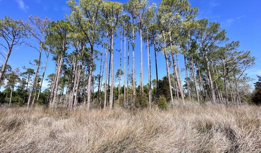 Photo #54 of SOLD property in 794 Wheaton Point Road, Aurora, NC 40.8 acres