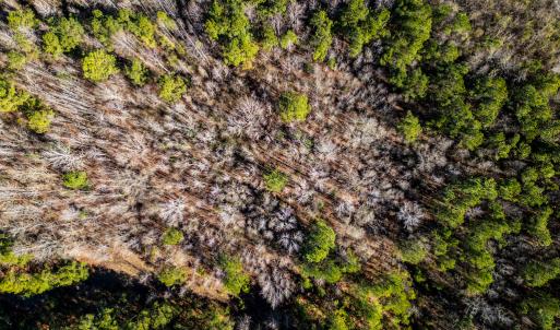 Photo #10 of SOLD property in Off Richland Drive, Red Springs, NC 10.4 acres
