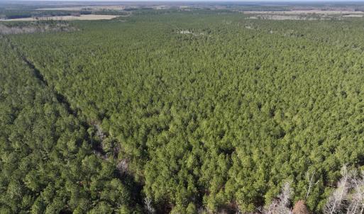 Photo #11 of SOLD property in Off Rehoboth Church Rd, Jackson, NC 162.7 acres