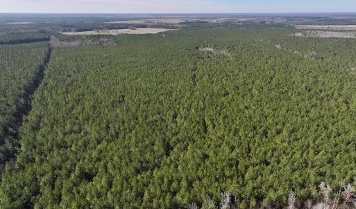 Photo #13 of SOLD property in Off Rehoboth Church Rd, Jackson, NC 162.7 acres
