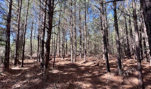 Photo #16 of SOLD property in Off Rehoboth Church Rd, Jackson, NC 162.7 acres