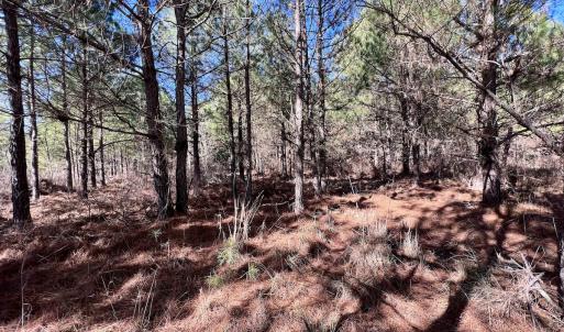 Photo #17 of SOLD property in Off Rehoboth Church Rd, Jackson, NC 162.7 acres