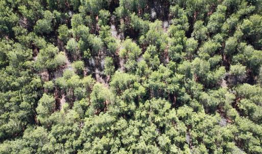 Photo #20 of SOLD property in Off Rehoboth Church Rd, Jackson, NC 162.7 acres