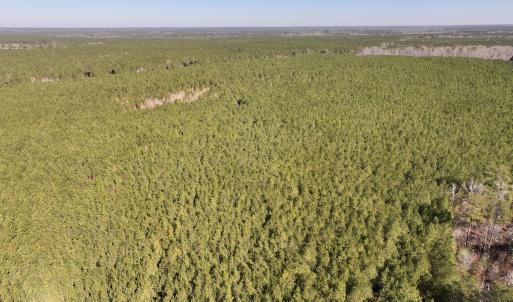 Photo #5 of SOLD property in Off Rehoboth Church Rd, Jackson, NC 162.7 acres