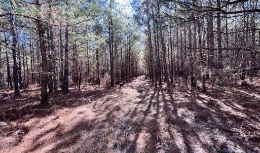 Photo #9 of SOLD property in Off Rehoboth Church Rd, Jackson, NC 162.7 acres