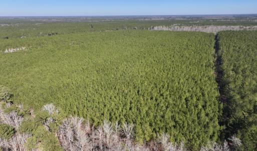 Photo #10 of SOLD property in Off Rehoboth Church Rd, Jackson, NC 162.7 acres