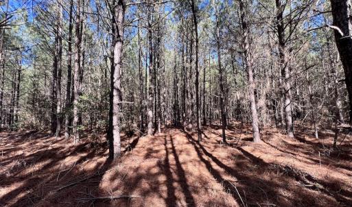 Photo #22 of SOLD property in Off Rehoboth Church Rd, Jackson, NC 162.7 acres