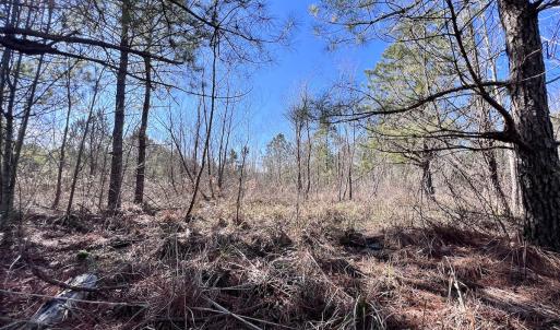 Photo #23 of SOLD property in Off Rehoboth Church Rd, Jackson, NC 162.7 acres