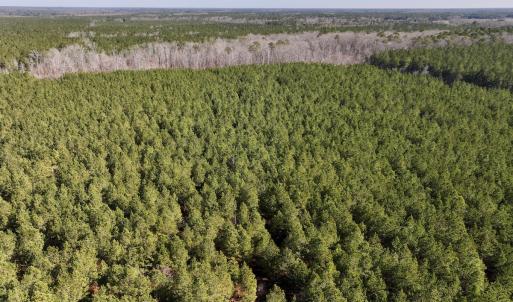 Photo #25 of SOLD property in Off Rehoboth Church Rd, Jackson, NC 162.7 acres