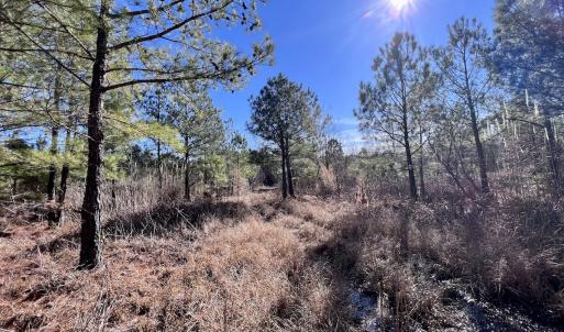 Photo #28 of SOLD property in Off Rehoboth Church Rd, Jackson, NC 162.7 acres