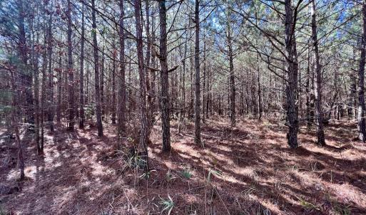 Photo #29 of SOLD property in Off Rehoboth Church Rd, Jackson, NC 162.7 acres