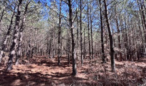 Photo #33 of SOLD property in Off Rehoboth Church Rd, Jackson, NC 162.7 acres