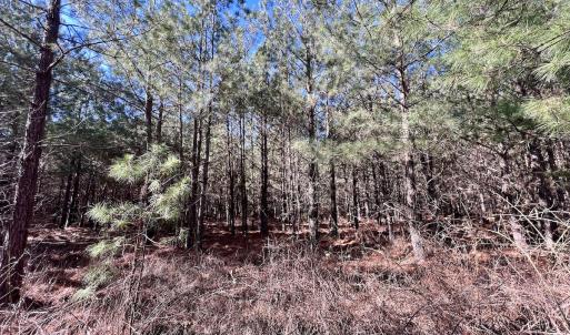 Photo #44 of SOLD property in Off Rehoboth Church Rd, Jackson, NC 162.7 acres