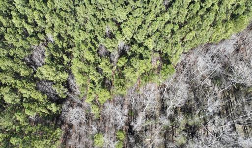 Photo #12 of SOLD property in Off SR 1344, Littleton, NC 5.1 acres