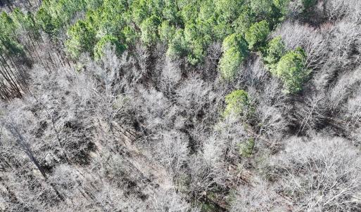 Photo #6 of SOLD property in Off SR 1344, Littleton, NC 5.1 acres
