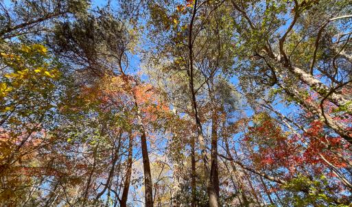Photo #5 of SOLD property in Off Old Tipers Road, Heathsville, VA 3.0 acres