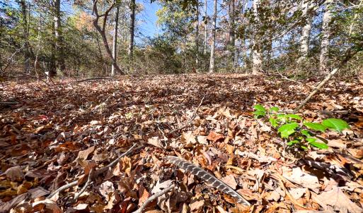 Photo #7 of SOLD property in Off Old Tipers Road, Heathsville, VA 3.0 acres