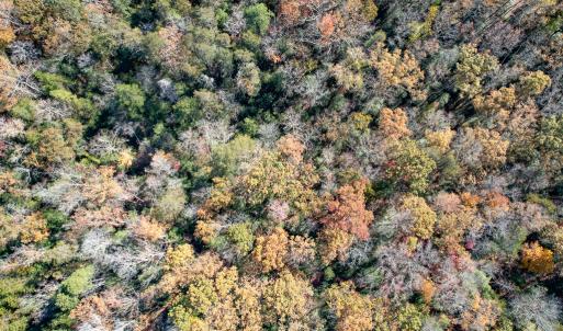 Photo #10 of SOLD property in Off Old Tipers Road, Heathsville, VA 3.0 acres