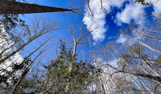 Photo #15 of SOLD property in Off Old Tipers Road, Heathsville, VA 3.0 acres