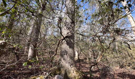 Photo #16 of SOLD property in Off Old Tipers Road, Heathsville, VA 3.0 acres