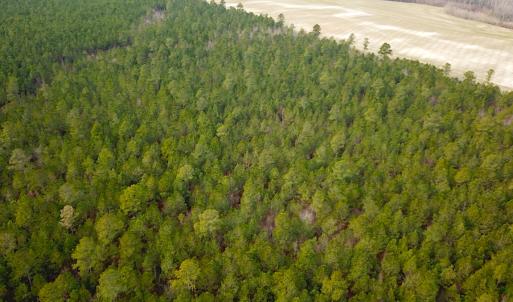 Photo #5 of SOLD property in Off Black Creek Rd, Sedley, VA 36.0 acres