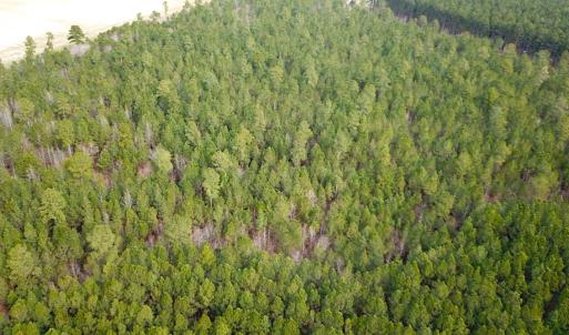 Photo #6 of SOLD property in Off Black Creek Rd, Sedley, VA 36.0 acres