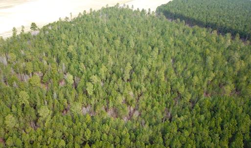 Photo #7 of SOLD property in Off Black Creek Rd, Sedley, VA 36.0 acres