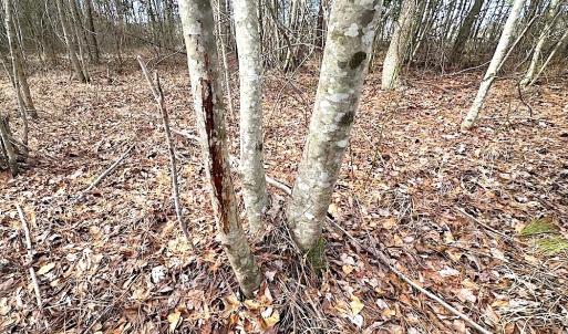 Photo #8 of SOLD property in Off Black Creek Rd, Sedley, VA 36.0 acres