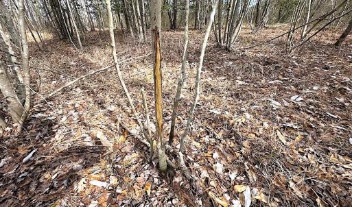 Photo #9 of SOLD property in Off Black Creek Rd, Sedley, VA 36.0 acres