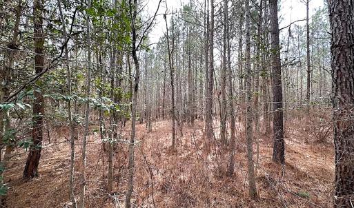 Photo #11 of SOLD property in Off Black Creek Rd, Sedley, VA 36.0 acres