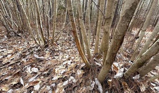 Photo #15 of SOLD property in Off Black Creek Rd, Sedley, VA 36.0 acres
