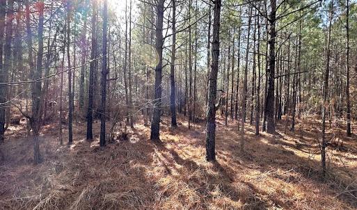 Photo #20 of SOLD property in Off Black Creek Rd, Sedley, VA 36.0 acres