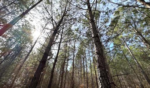 Photo #21 of SOLD property in Off Black Creek Rd, Sedley, VA 36.0 acres