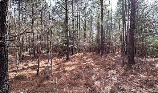 Photo #22 of SOLD property in Off Black Creek Rd, Sedley, VA 36.0 acres
