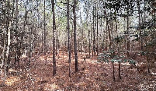 Photo #23 of SOLD property in Off Black Creek Rd, Sedley, VA 36.0 acres