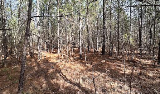 Photo #24 of SOLD property in Off Black Creek Rd, Sedley, VA 36.0 acres