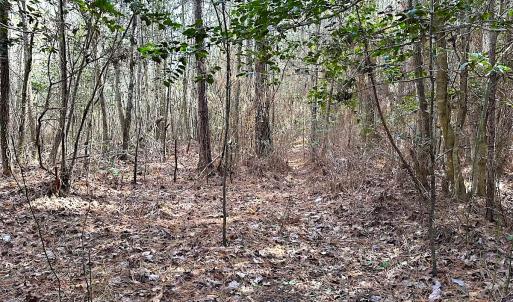 Photo #25 of SOLD property in Off Black Creek Rd, Sedley, VA 36.0 acres