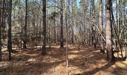 Photo #27 of SOLD property in Off Black Creek Rd, Sedley, VA 36.0 acres