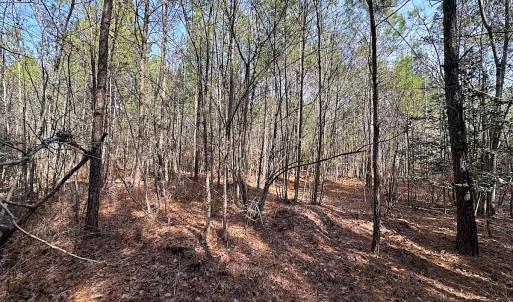 Photo #28 of SOLD property in Off Black Creek Rd, Sedley, VA 36.0 acres