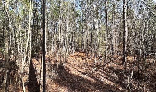 Photo #30 of SOLD property in Off Black Creek Rd, Sedley, VA 36.0 acres