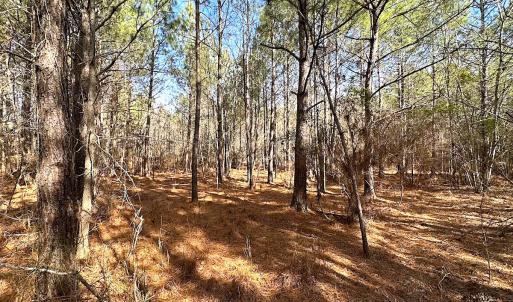 Photo #35 of SOLD property in Off Black Creek Rd, Sedley, VA 36.0 acres