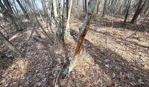 Photo #37 of SOLD property in Off Black Creek Rd, Sedley, VA 36.0 acres