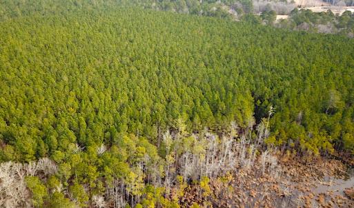 Photo #5 of SOLD property in Off Black Creek Rd, Sedley, VA 37.0 acres