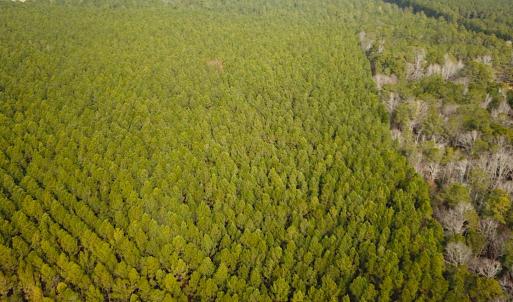 Photo #7 of SOLD property in Off Black Creek Rd, Sedley, VA 37.0 acres
