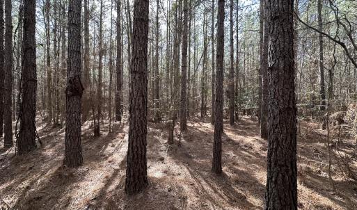Photo #13 of SOLD property in Off Black Creek Rd, Sedley, VA 37.0 acres