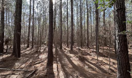 Photo #15 of SOLD property in Off Black Creek Rd, Sedley, VA 37.0 acres